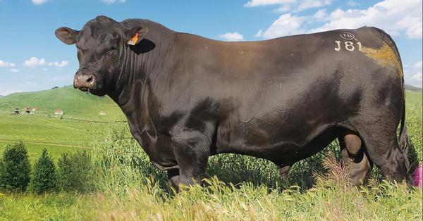 安格斯肉牛.jpg