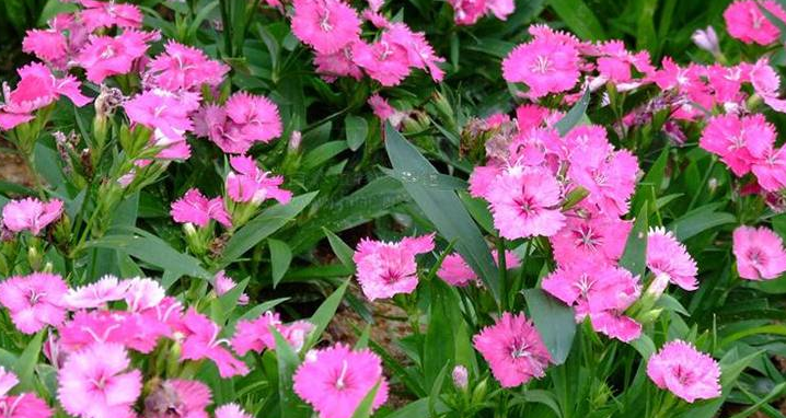 常夏石竹花.png